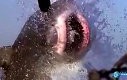 视频: 【藤缠楼】超慢镜头记录鲨鱼张开血盆大口捕食瞬间