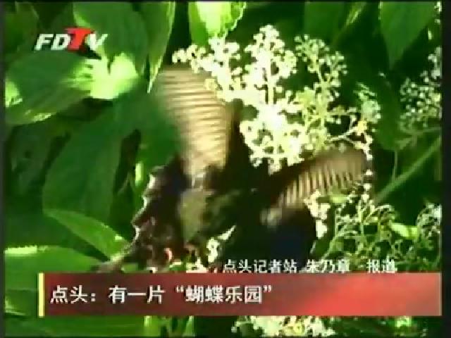 点头：有一片“蝴蝶乐园”