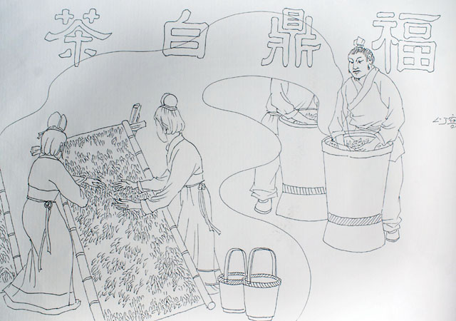 “福鼎史话”之九：古老白茶，留香太姥