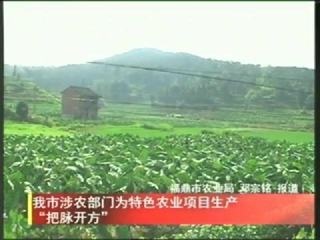 我市涉农部门为特色农业项目生产“把脉开方”