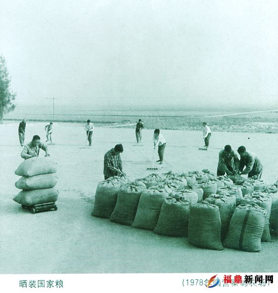 晒装国家粮（78年国营秦屿农场）.jpg