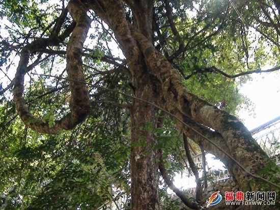 磻溪镇油坑村发现百年古藤