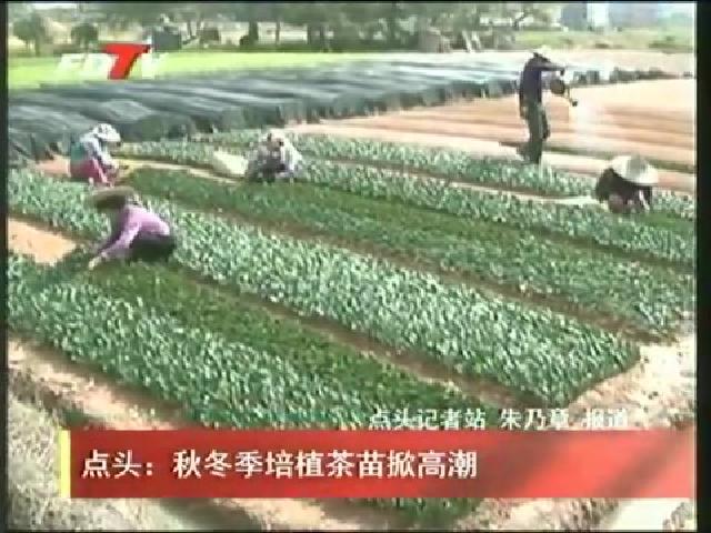 点头：秋冬季培植茶苗掀高潮