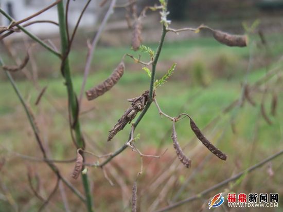 昆虫世界里的“蜗居”   幼虫“外衣”的另类伪装