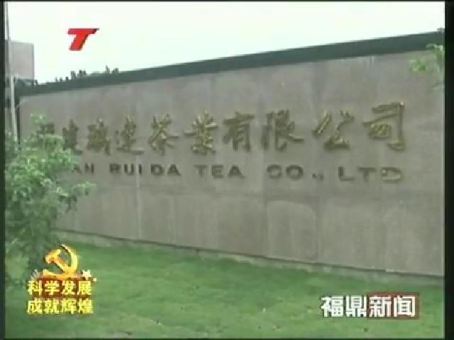 点头：向闽东白茶产业第一大镇迈进
