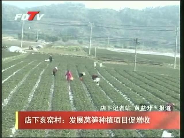 店下亥窑村：发展莴笋种植项目促增收