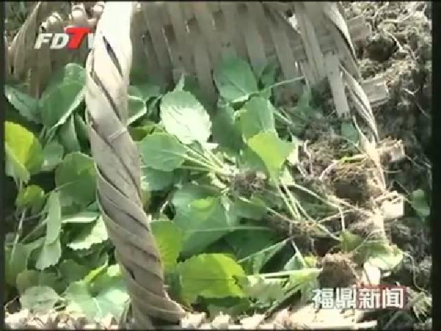 磻溪：冬种油菜1000亩