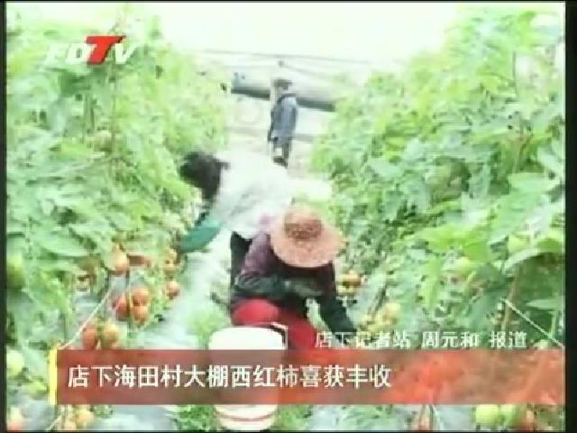 店下海田村大棚西红柿喜获丰收