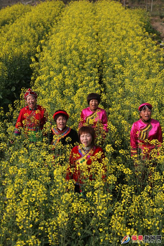 身着盛装的畲民在油菜花地里引吭高歌.JPG