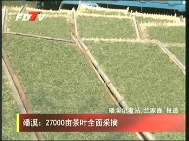 磻溪：27000亩茶叶全面采摘