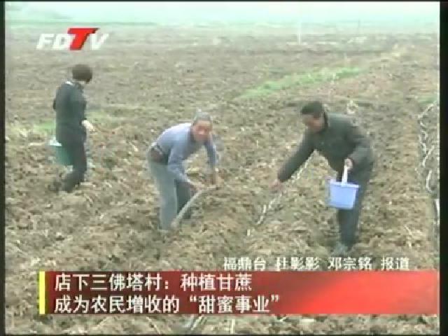 店下三佛塔村：种植甘蔗 成为农民增收的“甜蜜事业”