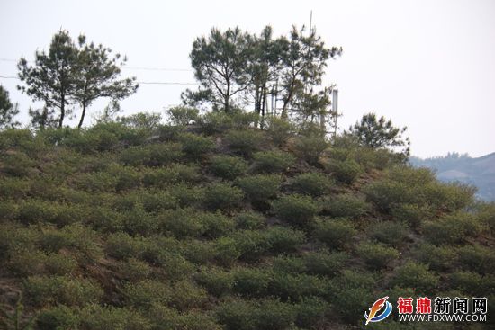 漫山遍野的黄栀子.JPG