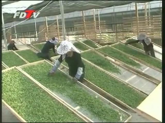 点头茶企“室内萎凋”精制明前白茶针