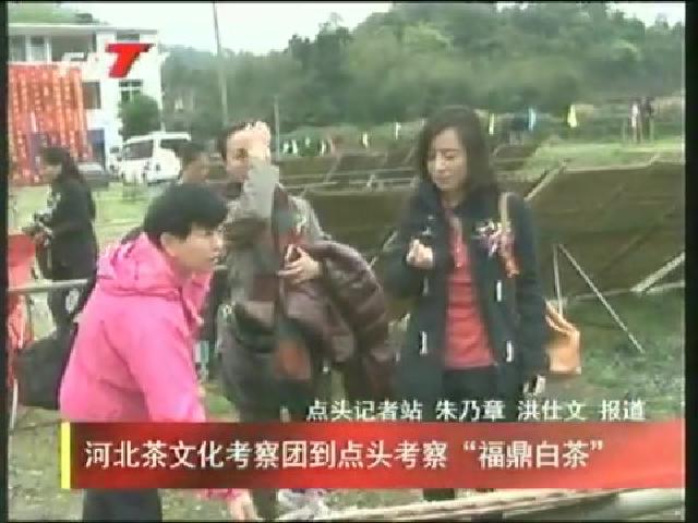 河北茶文化考察团到点头考察“福鼎白茶”
