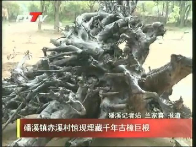 磻溪镇赤溪村惊现埋藏千年古樟巨根