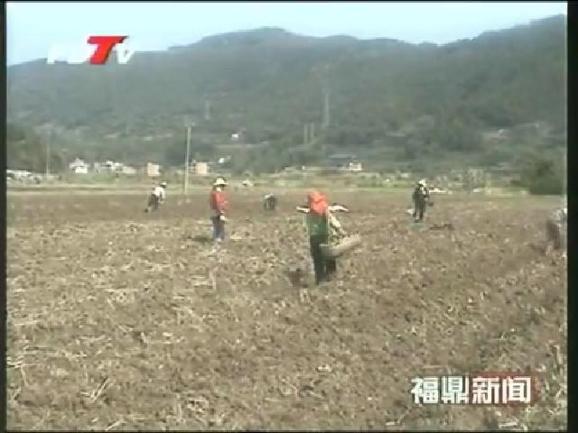 太姥山镇财堡村规模连片种植芭蕉芋600亩