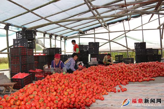 蕉宕果蔬基地里工人在挑拣西红柿.JPG