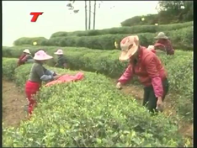 白琳：打好“生态有机”牌，做大做强茶产业