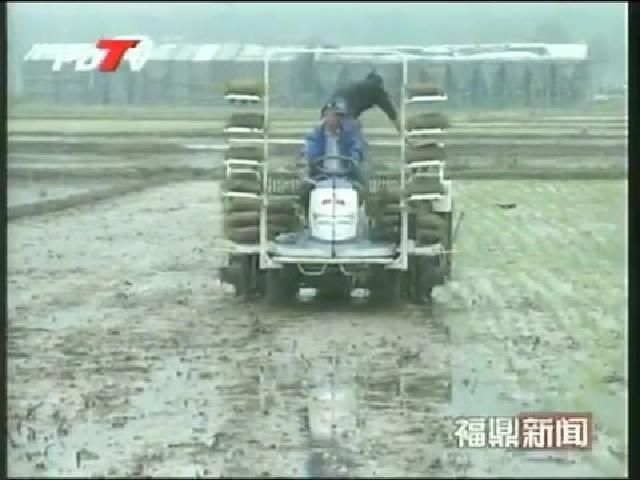 店下1.62万亩早稻全面插播