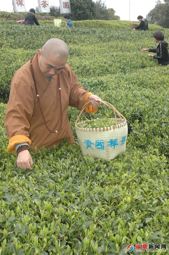 DSC_0525资国寺方丈贤005.志法师参加采摘清明茶..JPG