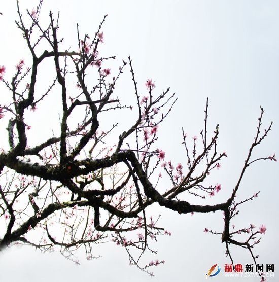 争春--刘学斌.jpg