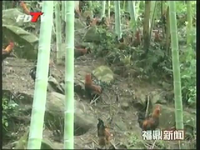 磻溪农民生态养鸡促增收