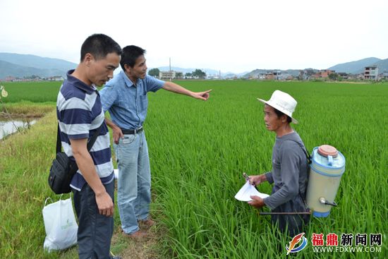 福鼎市加强早稻田间水肥和病虫害管理确保丰产丰收