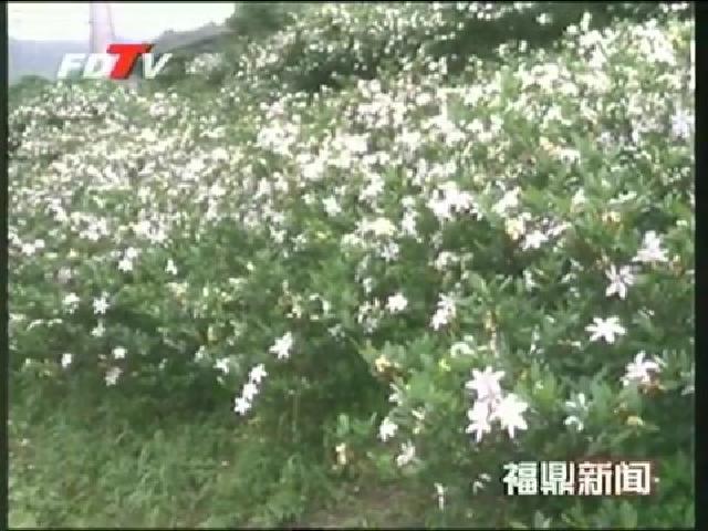 贯岭：栀子花盛开 丰收在望