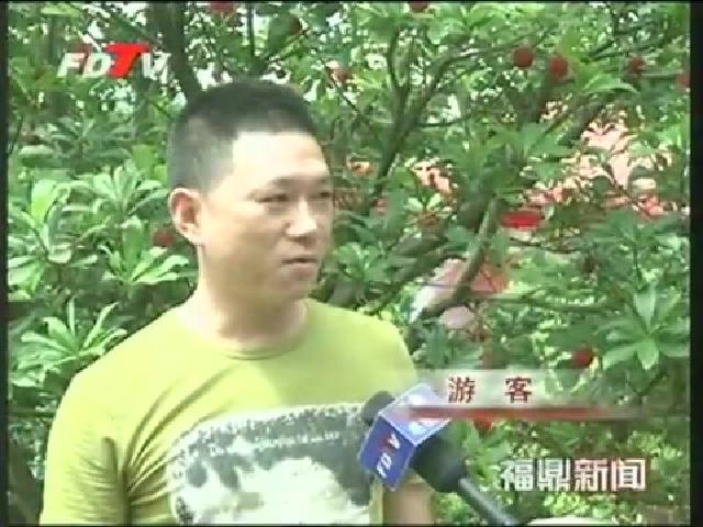 管阳：采摘晚熟高山东魁杨梅 让你体验农家乐