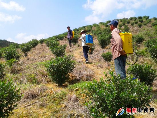 村民在给黄栀子喷洒药水除虫害.jpg