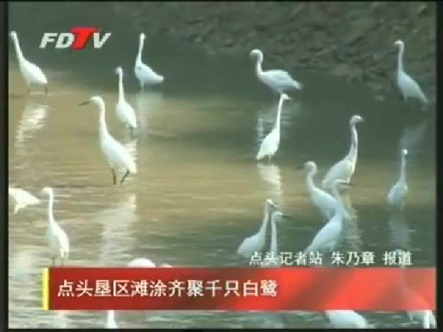 点头垦区滩涂齐聚千只白鹭