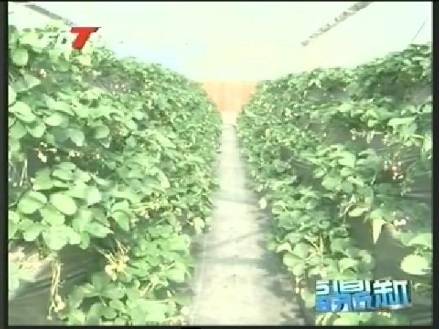 陈其春调研农业项目 新农村建设工作