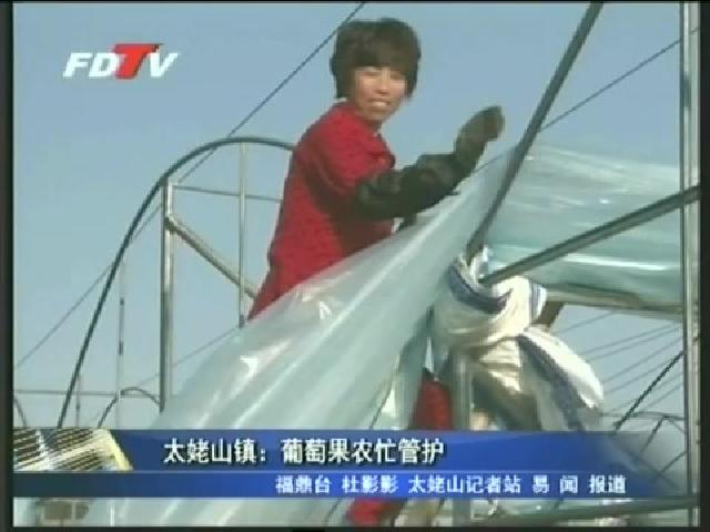 太姥山镇：葡萄果农忙管护