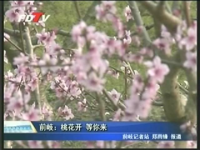 前岐：桃花开 等你来