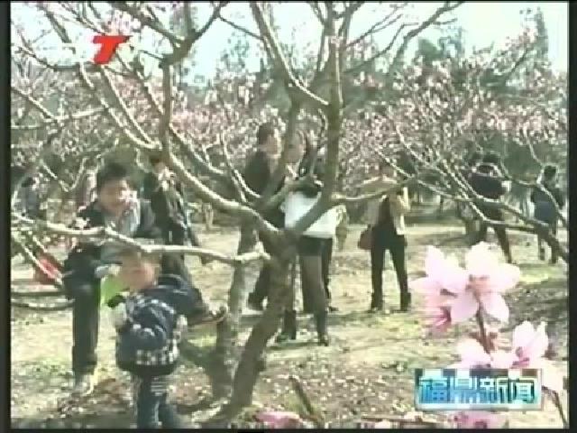 前岐：举办“桃花节”