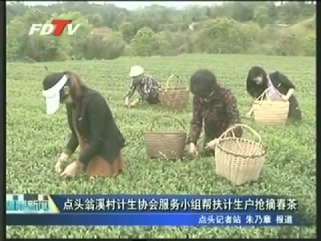 点头翁溪村计生协会服务小组帮扶计生户抢摘春茶