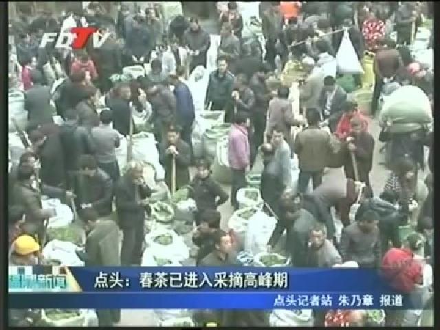 点头：春茶已进入采摘高峰期