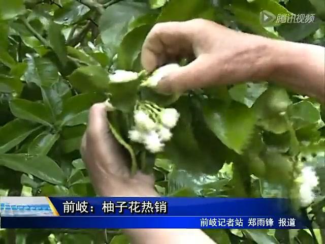 前岐：柚子花热销