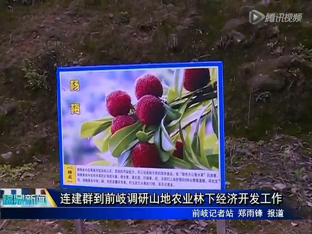 连建群到前岐调研山地农业林下经济开发工作