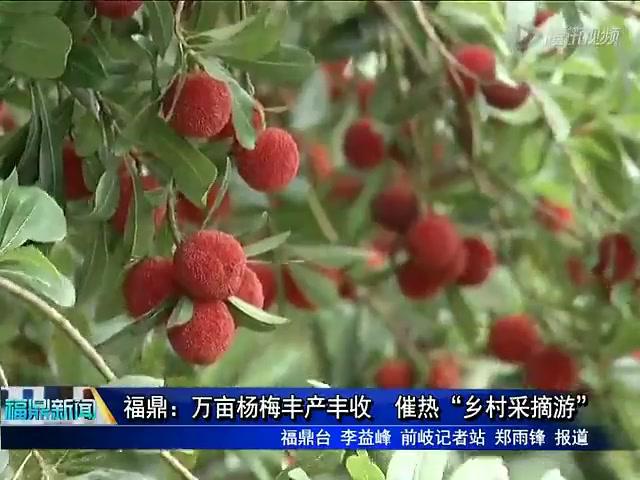 福鼎：万亩杨梅丰产丰收 催热“乡村采摘游”
