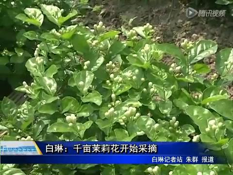 白琳：千亩茉莉花开始采摘