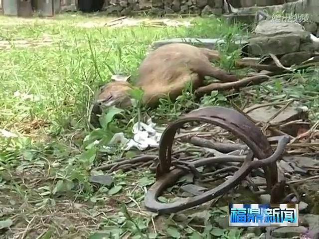 黄麂之死