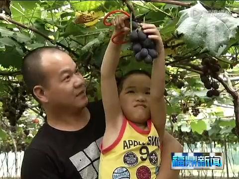 福鼎：新品葡萄成熟上市 吸引游客采摘“尝鲜”