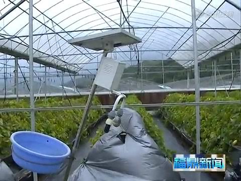 福鼎：农技人员深入受灾一线指导农业生产自救