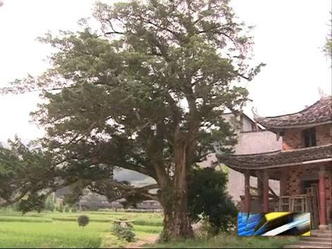 我市一株罗汉松入选“福建树王”候选名单