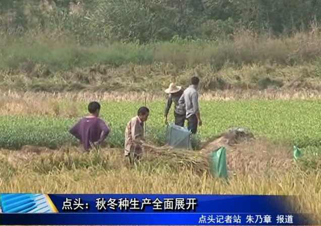 点头：秋冬种生产全面展开