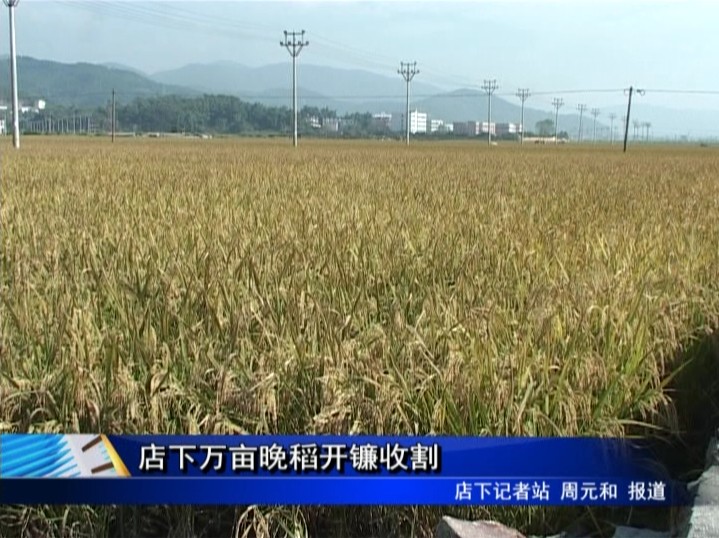 店下万亩晚稻开镰收割