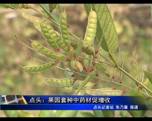 点头：果园套种中药材促增