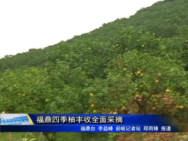 福鼎四季柚丰收全面采摘