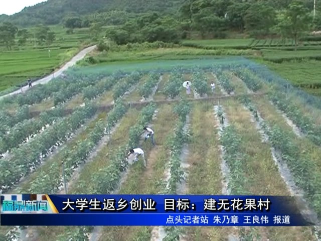 大学生返乡创业 目标：建无花果村